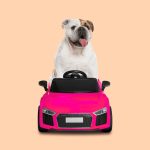Transport chien voiture
