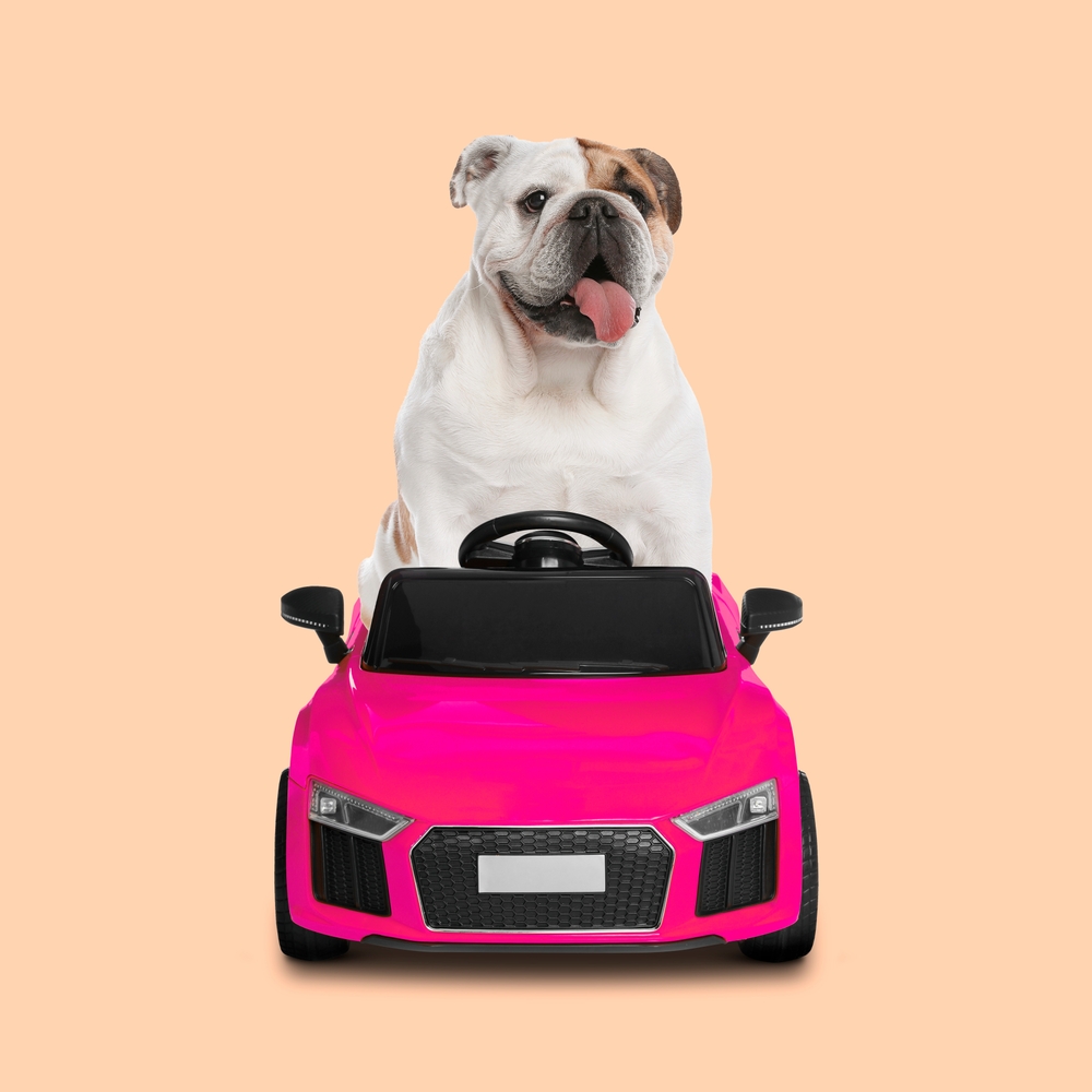 Transport chien voiture